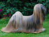 lhasa-apso breeders