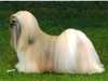 lhasa-apso owners