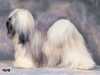 lhasa-apso stud-dogs