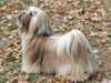 lhasa-apso puppies
