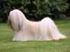 lhasa-apso results