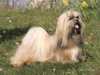 lhasa-apso clubs