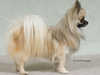 long coat chihuahua