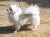 long-coat-chihuahua breeders