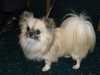 long-coat-chihuahua owners