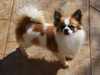 long-coat-chihuahua stud-dogs