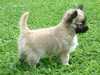 long-coat-chihuahua puppies