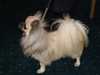 long-coat-chihuahua clubs