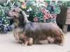 long-haired-dachshund clubs