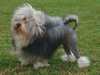 lowchen little lion dog