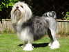lowchen-little-lion-dog breeders