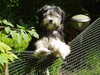 lowchen-little-lion-dog owners