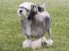 lowchen-little-lion-dog stud-dogs