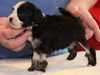lowchen-little-lion-dog puppies