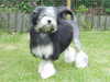 lowchen-little-lion-dog results