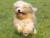 lowchen-little-lion-dog clubs