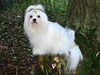 maltese