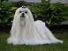 maltese breeders