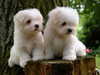 maltese owners
