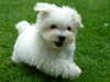 maltese stud-dogs