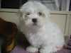 maltese puppies