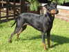 manchester terrier