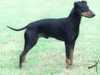 manchester-terrier breeders