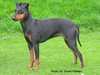 manchester-terrier owners