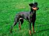 manchester-terrier stud-dogs