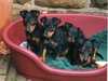 manchester-terrier puppies