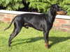 manchester-terrier results