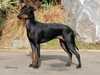 manchester-terrier clubs