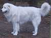 maremma sheepdog