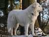maremma-sheepdog breeders