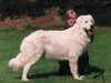 maremma-sheepdog stud-dogs