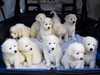 maremma-sheepdog puppies