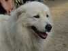 maremma-sheepdog results