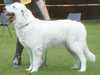 maremma-sheepdog clubs