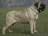 mastiff breeders