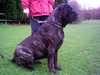 mastiff owners