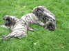 mastiff stud-dogs