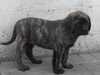 mastiff puppies