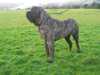 mastiff results
