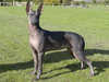 mexican hairless