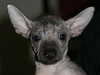 mexican-hairless owners