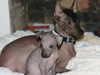 mexican-hairless stud-dogs