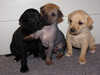 mexican-hairless puppies