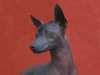 mexican-hairless clubs