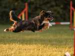 miniature american shepherd