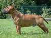 miniature-bull-terrier breeders